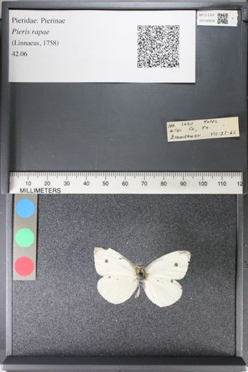 Media type: image;   Entomology 126828